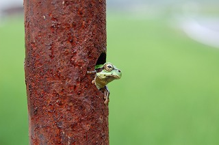 DSC_0379.jpg