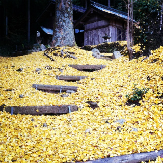 2012・11銀杏実家.jpg