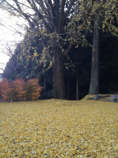 2012・11銀杏実家2.jpg