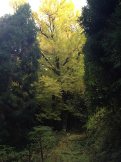 2012・11銀杏1.jpg