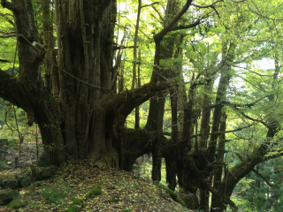 2012・11銀杏4.jpg