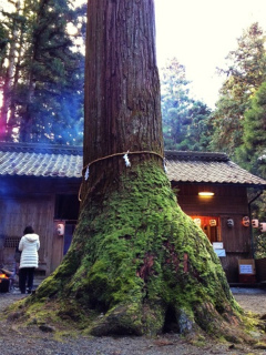 2013・1巨木.jpg